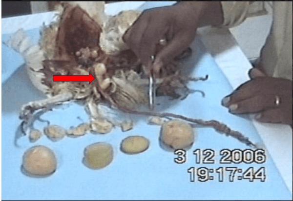 The Pregnant Hen - Image 2