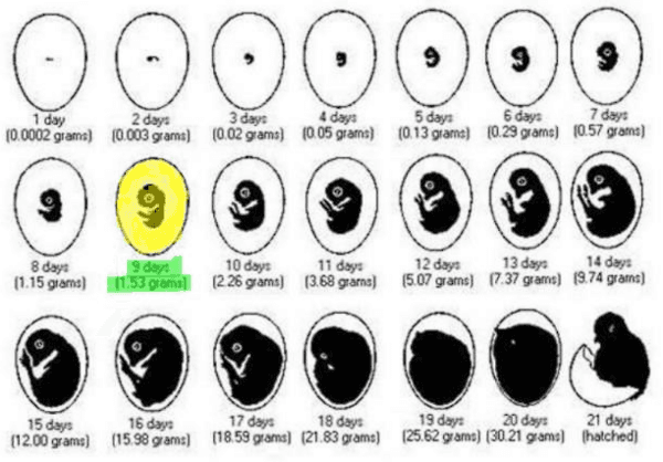 The Pregnant Hen - Image 4