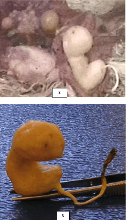 The Pregnant Hen - Image 3