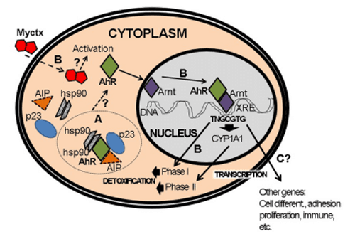 FIGURE 6 | Activation of AhR pathway by mycotoxins (Myctx). (A) The AhR is a protein that interacts with hsp90, AIP, and p23 proteins in cytoplasm. (B) Under activation by Myctx, the transcription of phase I and phase II genes is started in order to metabolize and detoxify. It is not proved if the Myctx are ligands/agonists of AhR, which is indicated by a question mark (?). (C) This activation can also start transcription of several genes such as those involved in cell differentiation, adhesion, proliferation and immune response, but in the case of Myctx these have to be proved if it is performed as ligands/ agonists (?).