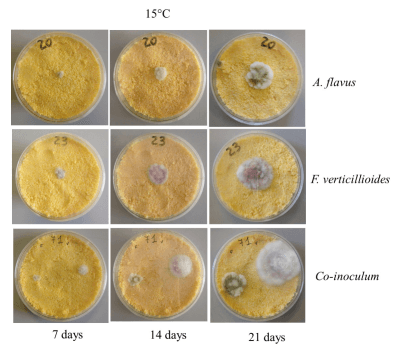 FIGURE 2 | Example of Aspergillus flavus (Af) and Fusarium verticillioides (Fv) growth with alone colonies and together colonies on corn meal medium (CMM) incubated at 15◦C for 7, 14, and 21 days.