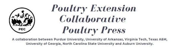 Starting off right: Ensuring chick welfare - Image 1
