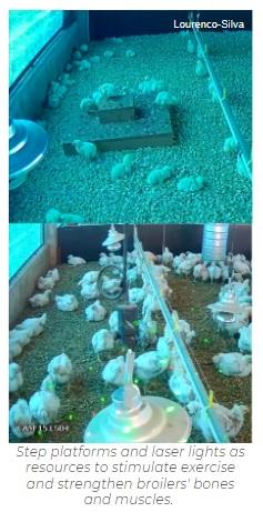 Kinky back (spondylolisthesis) in broiler chickens: what we can do today to reduce the problem? - Image 5