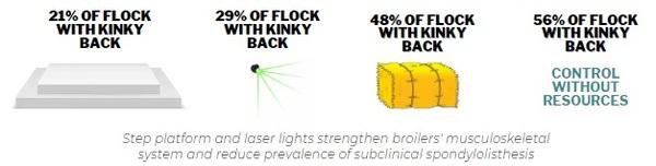 Kinky back (spondylolisthesis) in broiler chickens: what we can do today to reduce the problem? - Image 6