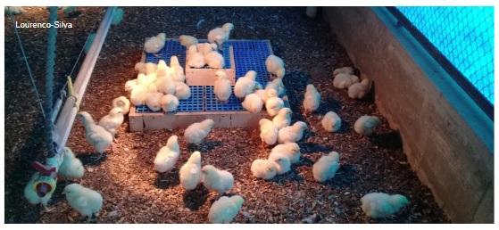 Kinky back (spondylolisthesis) in broiler chickens: what we can do today to reduce the problem? - Image 2