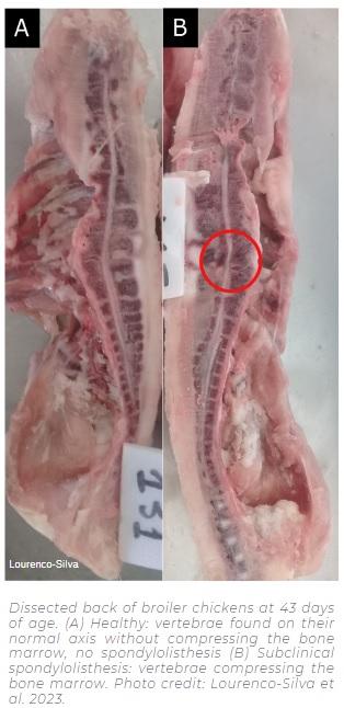 Kinky back (spondylolisthesis) in broiler chickens: what we can do today to reduce the problem? - Image 3