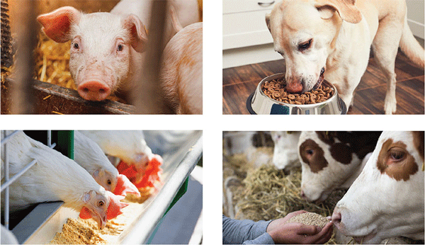 Changing Feed Industry Imperatives Call For A Closer Look At On-Site Aflatoxin Test Methods