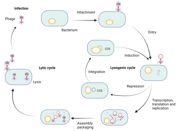 FIGURE 2 Life cycle of bacteriophage. Created with BioRender.com.