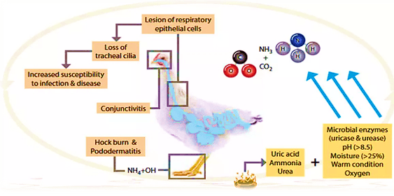 Managing Respiratory Health - Key for Profitable Poultry Farming - Image 1