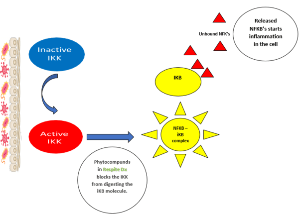 Managing Respiratory Health - Key for Profitable Poultry Farming - Image 2