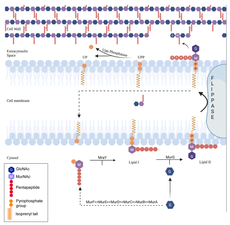 An antibiotic from an uncultured bacterium binds to an immutable target - Image 1