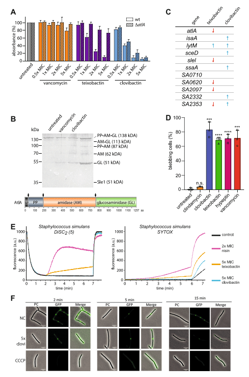 Figure S1. Clovibactin-induced lysis in S. aureus is AtlA independent, related to Figures 2 and 3 (A) Cells of S. aureus SA113 and a DaltA mutant were incubated with each compound at increasing concentrations for 24 h, as indicated. Mean values from three independent experiments are shown. Error bars represent standard deviations. Related to Figure 2C. (B) Zymographic analysis of supernatants derived from clovibactin- and teixobactin-treated S. aureus cells on sodium dodecyl sulfate polyacrylamide gel electrophoresis (SDS-PAGE) gel containing heat-killed S. aureus RN4220 as a substrate. The dark bands indicate the clear zone in the SDS-PAGE gel. AtlA is visible in multiple bands representing the precursor protein (Pro-AtlA) that is cleaved to generate intermediates as depicted in the scheme. (C) Differential regulation of WalRK-controlled genes in clovibactin- and teixobactin-treated S. aureus HG001 (0.25 3 MIC) by RNA sequencing; downregulated (red) and upregulated (blue).