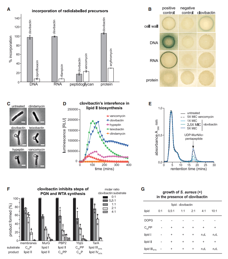 An antibiotic from an uncultured bacterium binds to an immutable target - Image 5