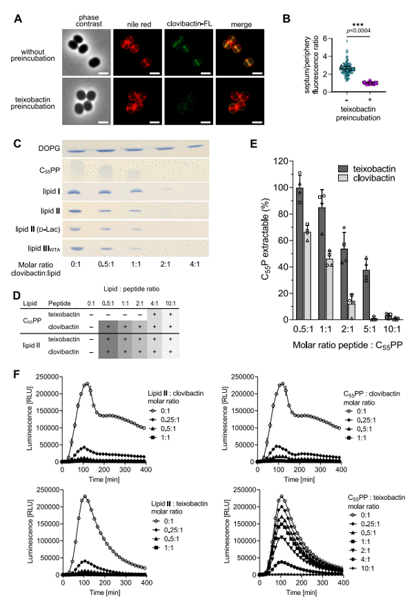 Figure S3. BODIPY FL-clovibactin localizes to the septum of S. aureus and forms extraction-stable complexes with undecaprenyl-pyrophosphate-containing cell wall precursors, related to Figure 3