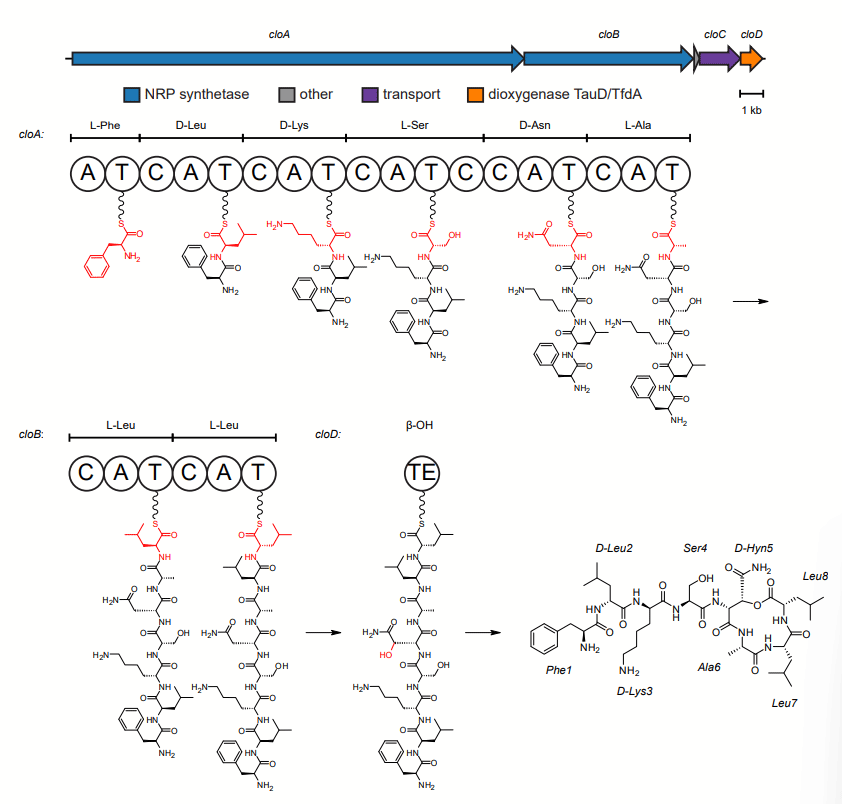 An antibiotic from an uncultured bacterium binds to an immutable target - Image 1