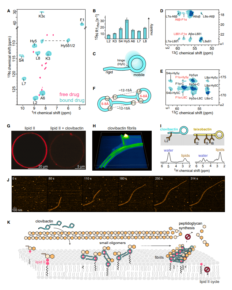 An antibiotic from an uncultured bacterium binds to an immutable target - Image 7