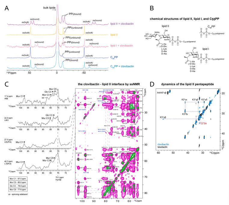 An antibiotic from an uncultured bacterium binds to an immutable target - Image 9