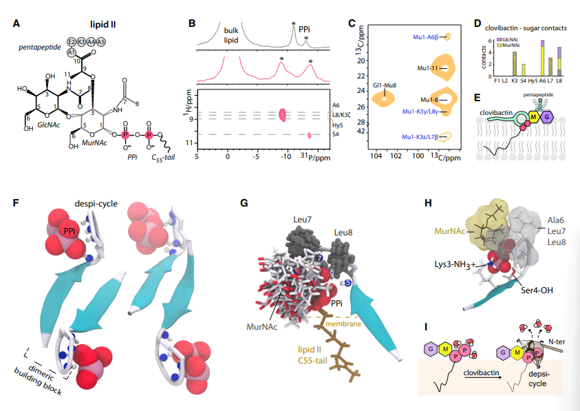 An antibiotic from an uncultured bacterium binds to an immutable target - Image 9