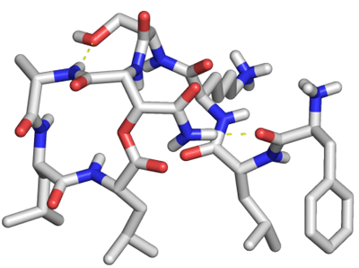 Figure 8. Molecular model of Novo29, based on the X-ray crystallographic structure of epi-Novo29. Intramolecular hydrogen bonds (yellow dashed lines) help enforce a preorganized conformation, in which the side chains of Phe1, D-Leu2, Leu7, and Leu8 align and can interact with the cell membrane of Gram-positive bacteria, and the macrolactone ring adopts a conformation that can bind the pyrophosphate groups of lipid II and related cell-wall precursors.