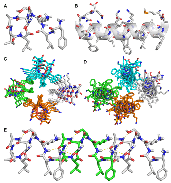 Figure 7. (A) X-ray crystallographic structure of epi-Novo29 (PDB 8CUG). (B) X-ray crystallographic structure of PSMα3 (PDB 5I55), illustrating the relationship of this amphiphilic 22-residue α-helical peptide to epi-Novo29. (C) Crystal packing of epi-Novo29. Molecules assemble in columns in the crystal lattice, with four columns of molecules arranged in a hydrophobic cluster through packing of Phe1, D-Leu2, Leu7, and Leu8. (D) Crystal packing of PSMα3, illustrating the relationship to the crystal packing of epi-Novo29. (E) Assembly of epi-Novo29 in the crystal lattice, illustrating the intermolecular hydrogen-bonding between molecules comprising the columns. Three molecules are shown.