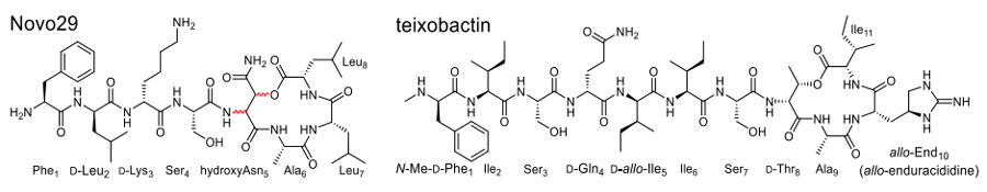 Synthesis and Stereochemical Determination of the Peptide Antibiotic Novo29 - Image 1