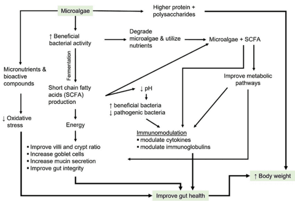 Effects of microalgae, with or without xylanase supplementation, on growth performance, organs development, and gut health parameters of broiler chickens - Image 2