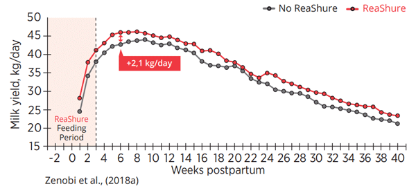 Effect of feeding ReaShure during the transition period on milk production over the full lactation