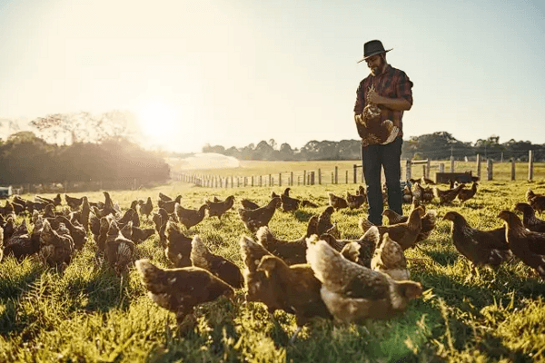 Fowl typhoid and how to control it: a costly reality for poultry farmers - Image 1
