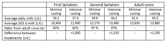 How much milk adds intensive cooling in the summer to the annual yield of young and mature cows - Image 1