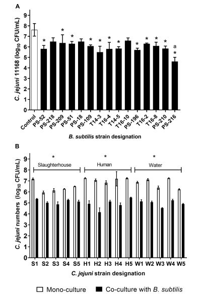 FIGURE 1 | Anti-Campylobacter activities of the 15 B. subtilis strains against C. jejuni NCTC11168 (A) and of B. subtilis PS-216 against 15 C. jejuni strains (B). Data are means ± standard deviation from three replicates. *P < 0.05, vs. relevant control (one-way ANOVA with Tukey’s post-hoc tests).