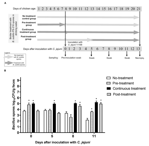 FIGURE 2 | Schematic representation of broiler colonization with C. jejuni 11168 and B. subtilis PS-216 treatments (A); and detection of Bacillus spores in the broiler feces according to the B. subtilis PS-216 treatments given. Data are means ± standard deviation. *P < 0.05 vs. untreated controls (Student’s t-tests) (B).