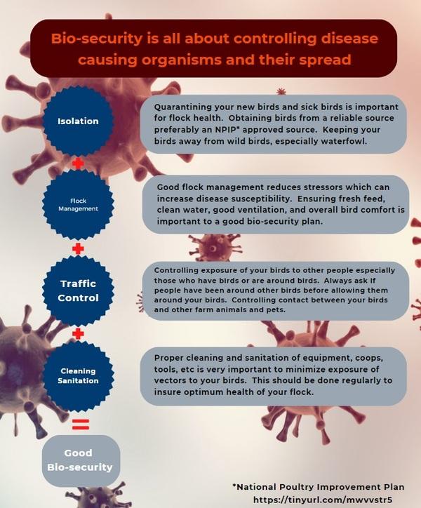 Biosecurity for your chicken’s health - Image 3