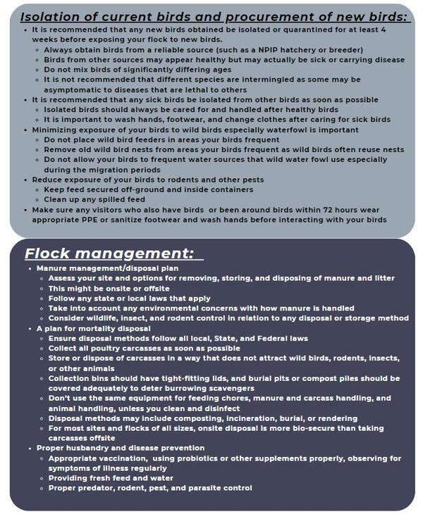 Biosecurity for your chicken’s health - Image 4