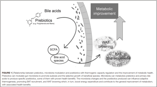 Regulation of Adaptive Thermogenesis and Browning by Prebiotics and Postbiotics - Image 3