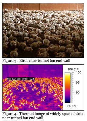 The Importance of Maintaining Uniform Bird Densities - Image 2