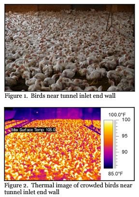 The Importance of Maintaining Uniform Bird Densities - Image 1