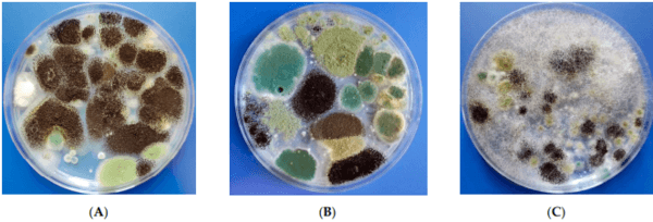 Fungal and Mycotoxin Contamination of Green Leaf Spices Commercialized in Romania: A Food Choice Perspective - Image 2