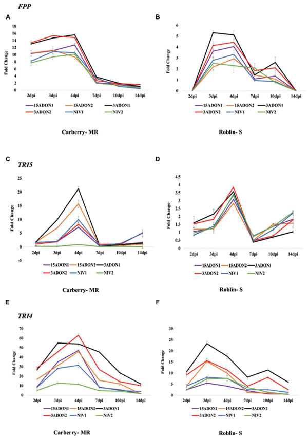 FIGURE 1 | Fold change in transcript levels of farnesyl pyrophosphate synthase (FPP) gene in cultivar Carberry (A) and cultivar Roblin (B), trichodiene synthase (TRI5) gene in cultivar Carberry (C) and cultivar Roblin (D) and trichodiene oxygenase (TRI4) gene in cultivar Carberry (E) and cultivar Roblin (F). All data were normalized to the EF-1α expression level. Values are means ± SE of three replicates.