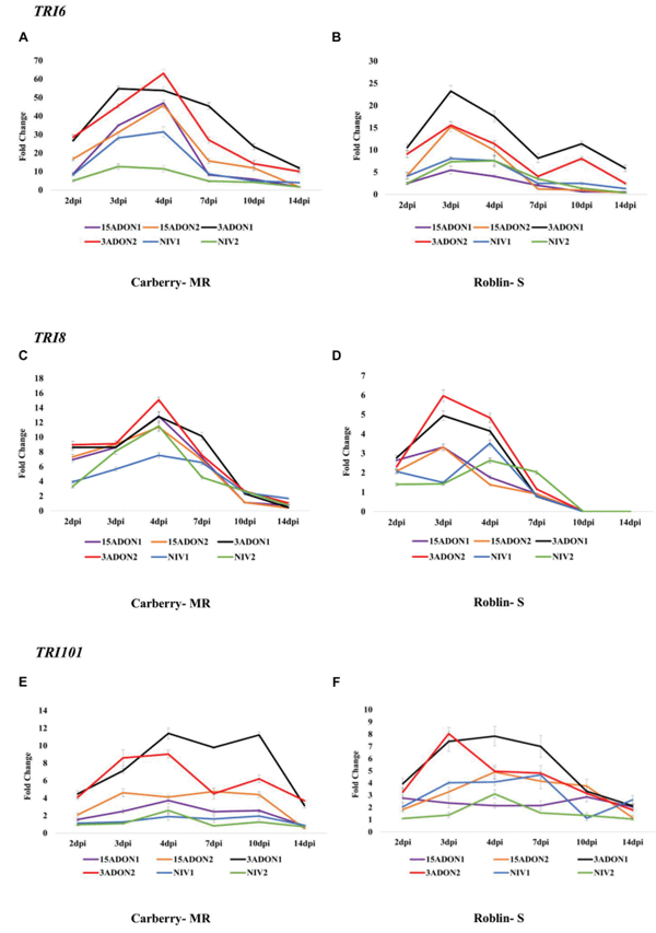 FIGURE 2 | Fold change in transcript levels of transcription factor TRI6 gene in cultivar Carberry (A) and cultivar Roblin (B), trichothecene 3-O-esterase (TRI8) gene in cultivar Carberry (C) and cultivar Roblin (D) and trichothecene 3-O-acetyltransferase (TRI101) gene in cultivar Carberry (E) and cultivar Roblin (F).