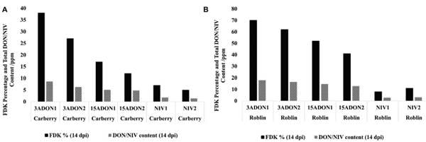 FIGURE 5 | Fusarium damaged kernel (FDK) percentage and total terminal deoxynivalenol (DON) or nivalenol (NIV) content in (A) moderately resistant cultivar Carberry and (B) susceptible cultivar Roblin after inoculating with different chemotypes of Fusarium graminearum at 14 days post-inoculation.