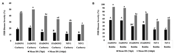 FIGURE 4 | Mean Fusarium head blight disease severity in (A) moderately resistant cultivar Carberry and (B) susceptible cultivar Roblin after inoculating with different chemotypes of Fusarium graminearum at 7 and 14 days post-inoculation. Means with the same letters for Fusarium head blight disease severity are not significantly different.