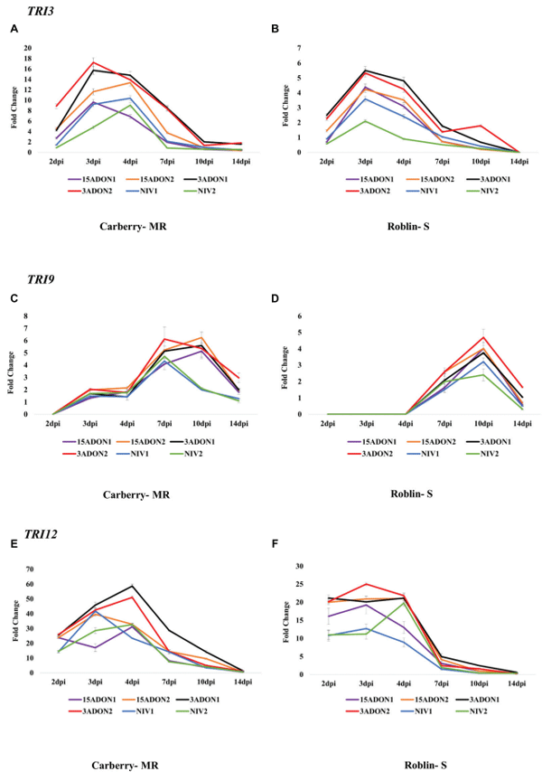 FIGURE 3 | Fold change in transcript levels of trichothecene 15-O-acetyltransferase (TRI3) gene in cultivar Carberry (A) and cultivar Roblin (B), TRI9 gene in cultivar Carberry (C) and cultivar Roblin (D) and TRI12 gene in cultivar Carberry (E) and cultivar Roblin (F).