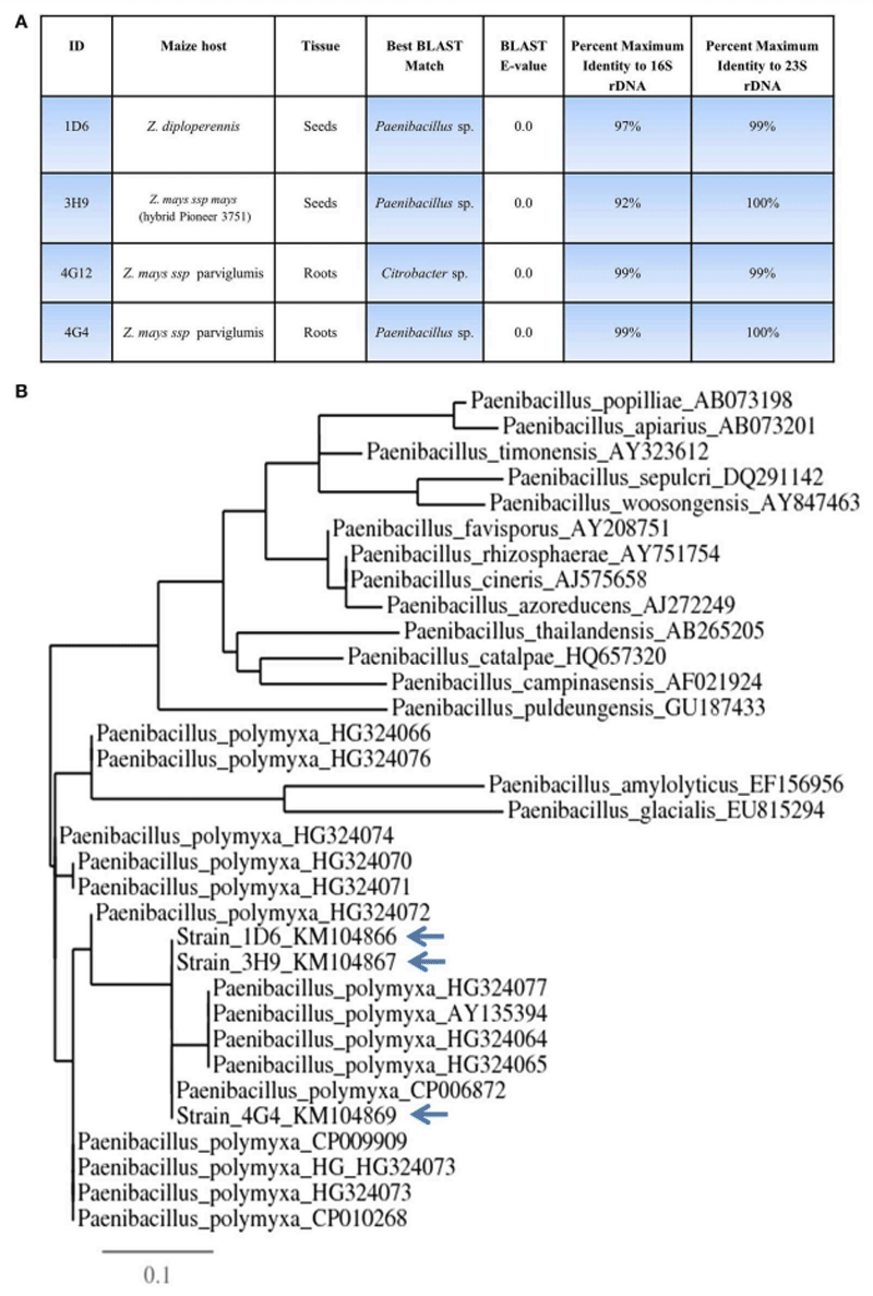 Bacterial endophytes from wild maize suppress Fusarium graminearum in modern maize and inhibit mycotoxin accumulation - Image 3