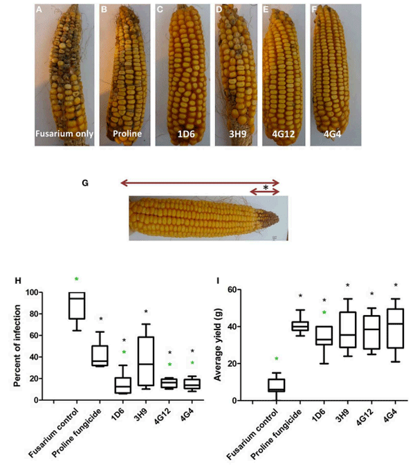 FIGURE 8 | Greenhouse trial 2 to test for the ability of the candidate endophytes to suppress Gibberella Ear Rot in a modern hybrid. (A–F) Representative ears from each treatment. (G) Picture of an ear to illustrate the methodology of scoring disease severity: the fungal pathogen was introduced to the tip of the ear, indicated by the asterisk. Therefore, the disease was scored as the ratio of the length of the diseased ear tip portion relative to total ear length, multiplied by 100 to give a percentage. (H, I) Quantification of the effect of different treatments on GER suppression, as (H) percent ear infection, and (I) average grain yield per plant. For both measurements, n = 20 per treatment (n = 10 for both controls). The whiskers indicate the range of data points. The black asterisk indicates that the treatment means were significantly different from the Fusarium only treatment at p ≤ 0.05. The green asterisk indicates that the treatment means were significantly different from prothioconazole fungicide (Proline) treatment at p ≤ 0.05.