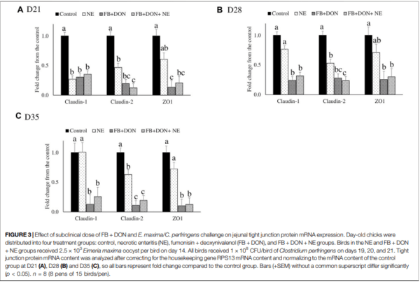 Subclinical Doses of Combined Fumonisins and Deoxynivalenol Predispose Clostridium perfringens–Inoculated Broilers to Necrotic Enteritis - Image 7