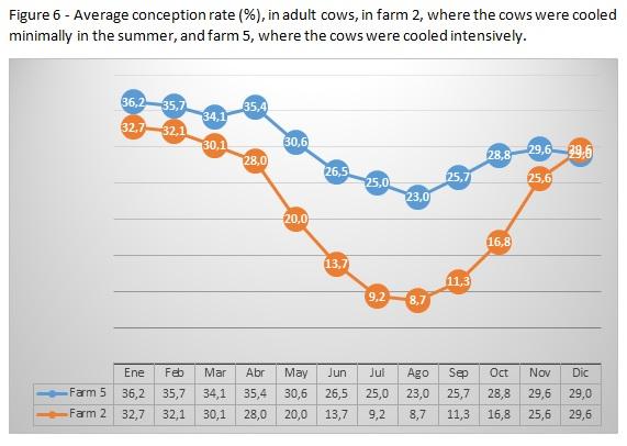 How intensive cooling in summer affects fertility of young and adult cows? - Image 6