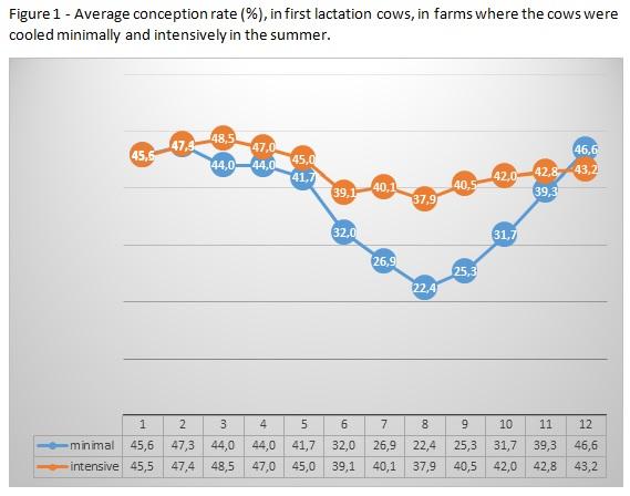How intensive cooling in summer affects fertility of young and adult cows? - Image 1