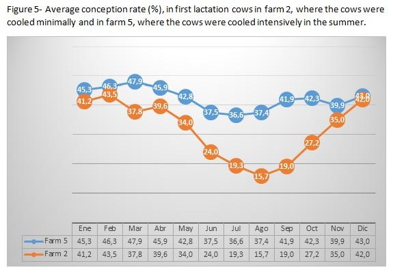 How intensive cooling in summer affects fertility of young and adult cows? - Image 5