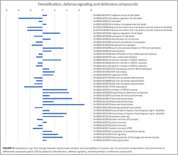 Genomics and Pathways Involved in Maize Resistance to Fusarium Ear Rot and Kernel Contamination With Fumonisins - Image 6