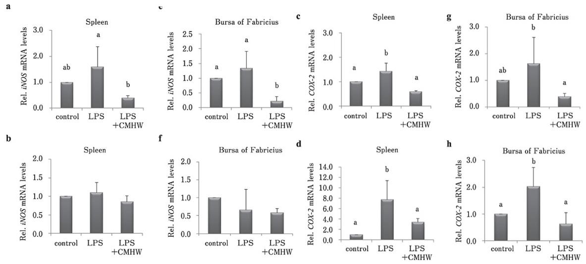 Cordyceps Extract Inhibits Inflammation - Image 1